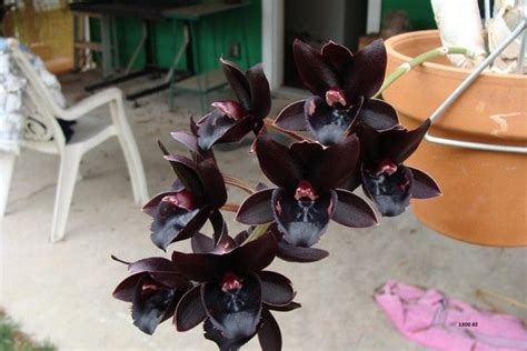 L ORCHIDEE NOIRE